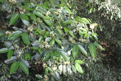 Oxyanthus speciosus