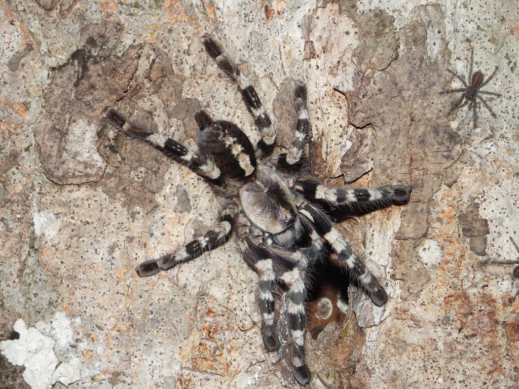 Tiger Ornamental Tarantula