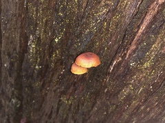 Gymnopilus eucalyptorum