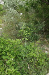 Scabiosa praemontana