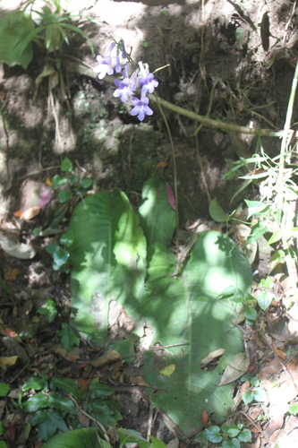 Streptocarpus molweniensis ssp. eshowicus