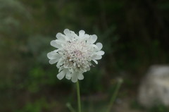 Scabiosa praemontana