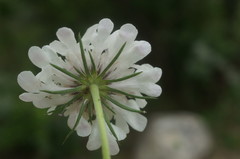 Scabiosa praemontana