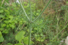 Scabiosa praemontana