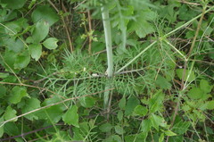 Scabiosa praemontana