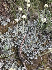 Antennaria microphylla