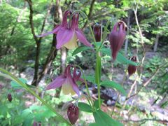 Aquilegia oxysepala