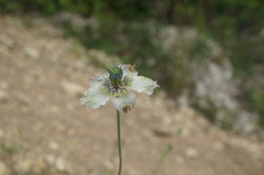 Nigella arvensis