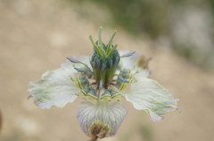 Nigella arvensis