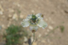 Nigella arvensis