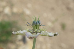 Nigella arvensis