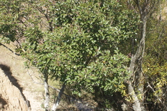 Prunus africana