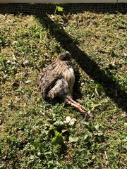 Coturnix japonica