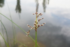 Schoenoplectus litoralis