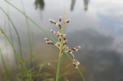 Schoenoplectus litoralis