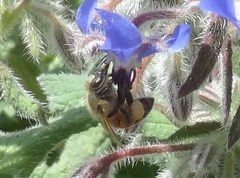 Apis mellifera