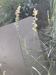 Astragalus flexuosus