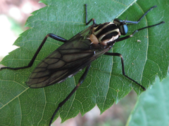 Odontosabula