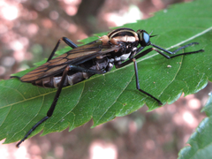 Odontosabula