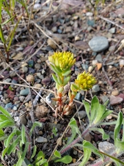 Sedum lanceolatum lanceolatum