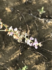 Astragalus flexuosus