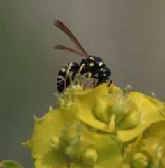 Stenodynerus anormis