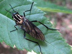 Odontosabula