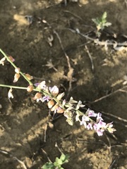 Astragalus flexuosus