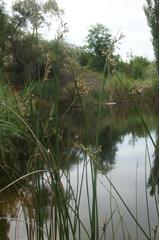 Schoenoplectus litoralis