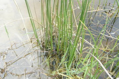 Schoenoplectus litoralis