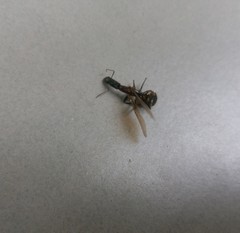 Camponotus mirabilis