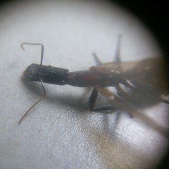 Camponotus mirabilis