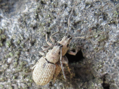 Ptochidius tessellatus