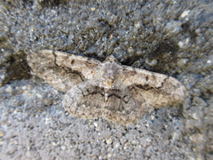 Satoblephara parvularia