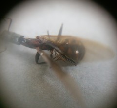 Camponotus mirabilis