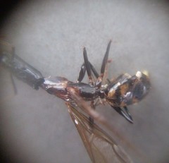 Camponotus mirabilis