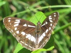 Limenitis helmanni