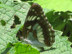 Limenitis helmanni