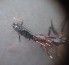 Camponotus mirabilis
