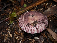Russula kalimna