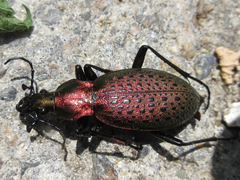 Carabus smaragdinus