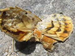 Gandaritis fixseni