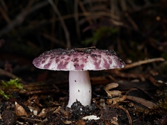 Russula kalimna