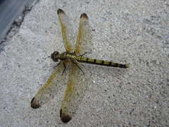 Orthetrum lineostigma