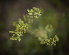 Lomatium californicum