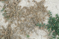 Sclerochloa dura