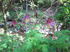 Aquilegia oxysepala