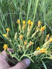 Crepis occidentalis
