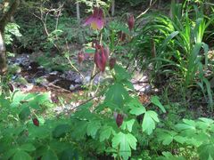 Aquilegia oxysepala