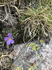 Primula angustifolia